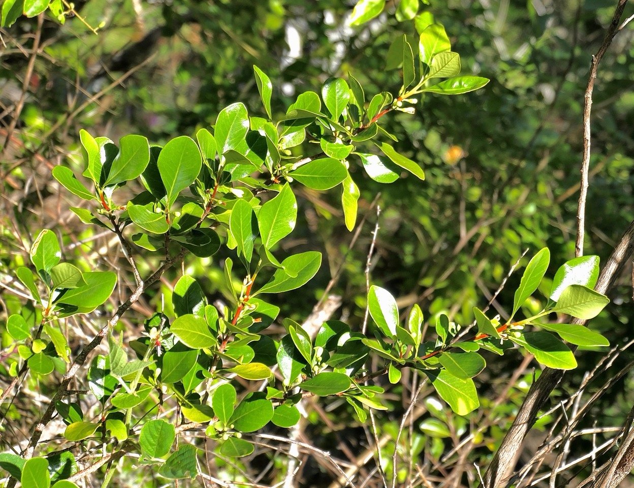Turraea sp  bois de quivi.meliaceaeP1131646.jpeg