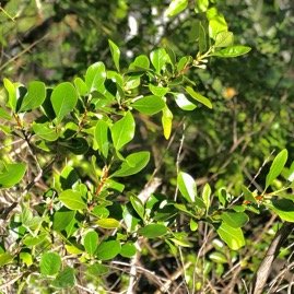 Turraea sp  bois de quivi.meliaceaeP1131646.jpeg