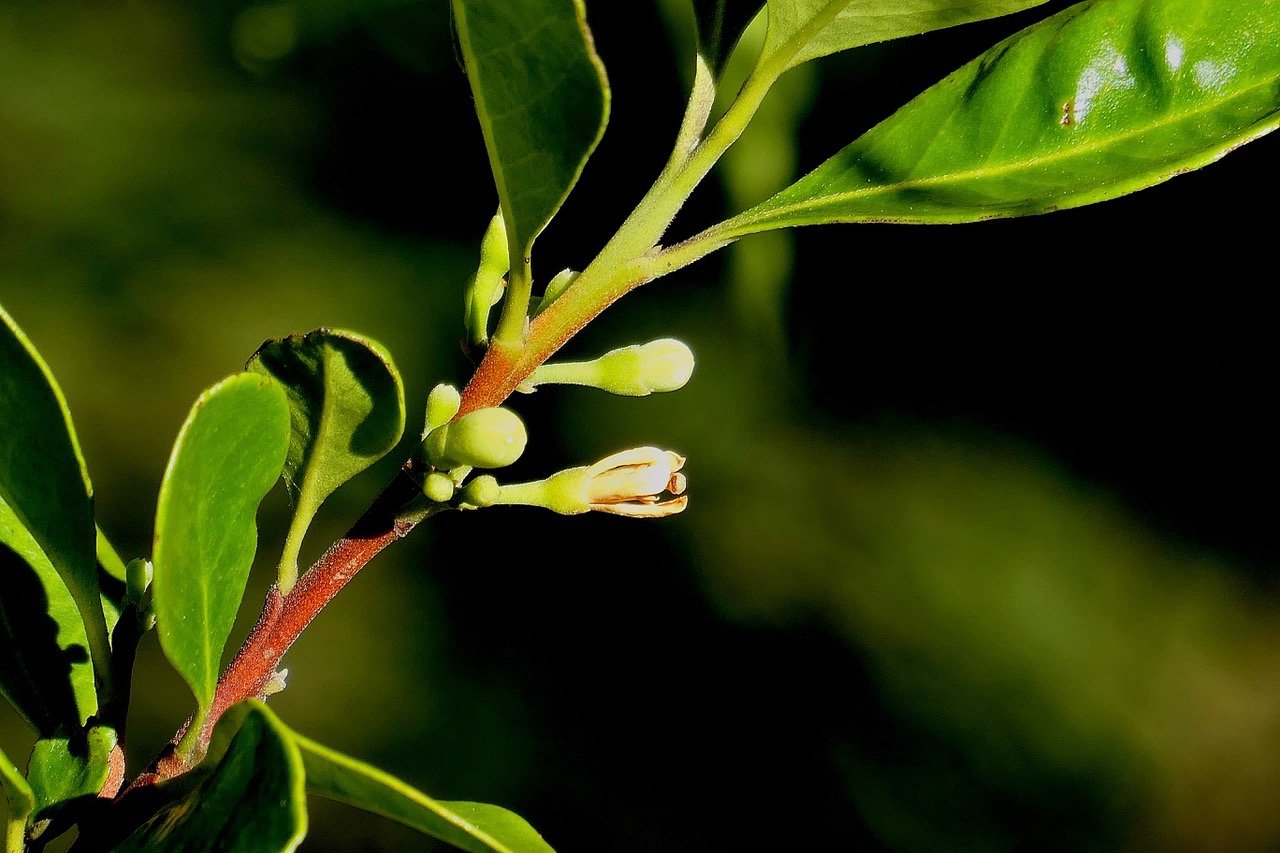 Turraea sp  bois de quivi.meliaceaeP1131651.jpeg