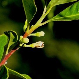 Turraea sp  bois de quivi.meliaceaeP1131651.jpeg