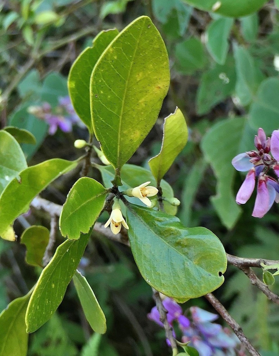 Turraea sp ( ovata? monticola? hybride? bois de quivi.meliaceae P1131607.jpeg