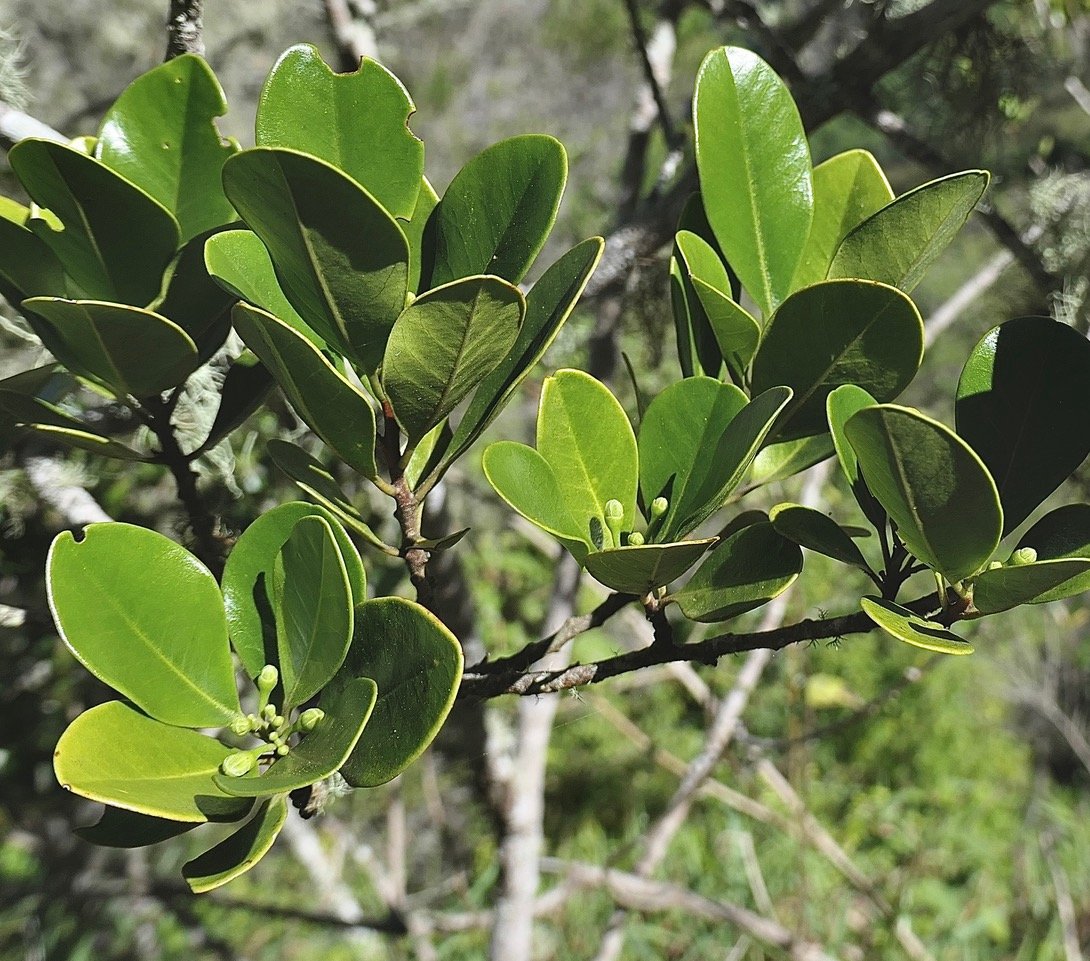 Turraea sp ( ovata? monticola? hybride? bois de quivi.meliaceae.)P1131799 copie.jpeg