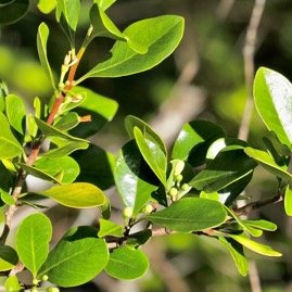 Turraea sp bois de quivi.meliaceaeP1131648.jpeg