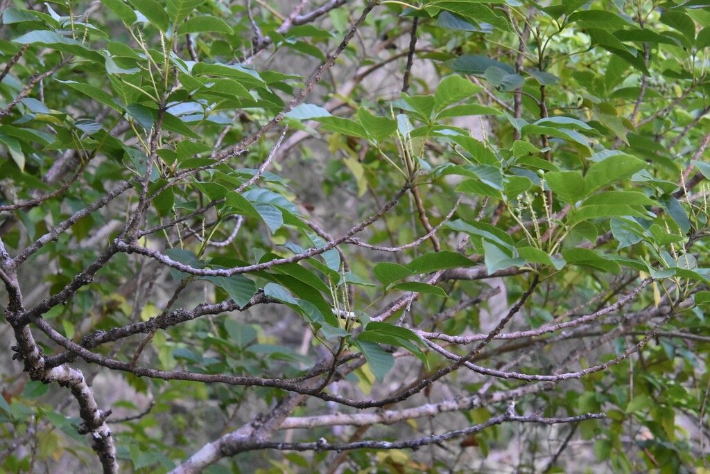 Allophylus_borbonicus-Bois_de_Merle-SAPINDACEAE-Endemique_Reunion_Maurice_Rodrigues-MB4_0812.jpg