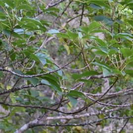Allophylus_borbonicus-Bois_de_Merle-SAPINDACEAE-Endemique_Reunion_Maurice_Rodrigues-MB4_0812.jpg
