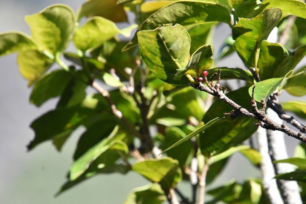 Antidesma_madagascariense-Bois_de_Cabri_blanc-PHYLLANTHACEAE-Indigene_Reunion-MB4_0734.jpg