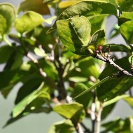 Antidesma_madagascariense-Bois_de_Cabri_blanc-PHYLLANTHACEAE-Indigene_Reunion-MB4_0734.jpg