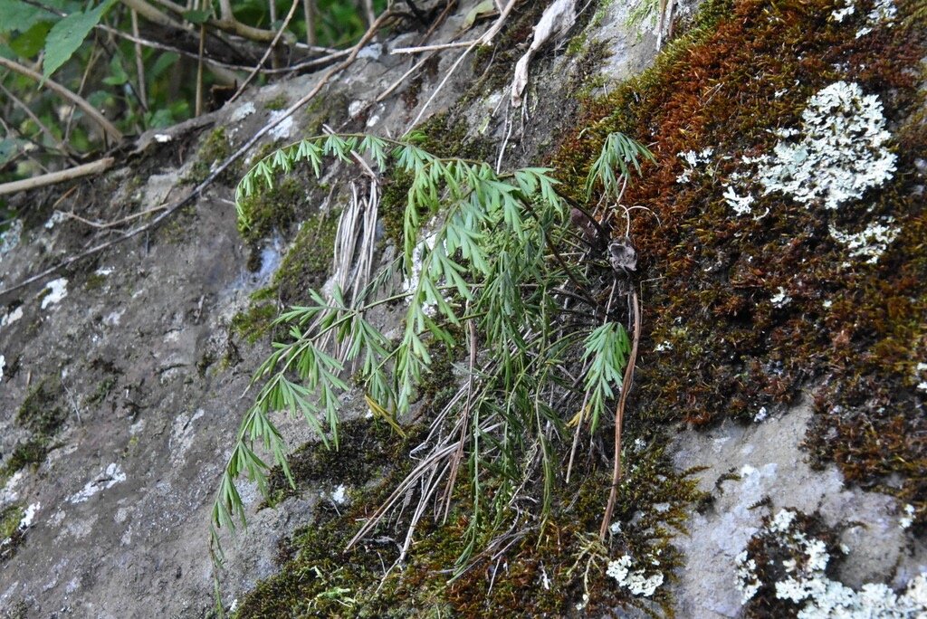 Asplenium_aethiopicum-ASPLANIACEAE-Indigene_Reunion-MB4_0710.jpg