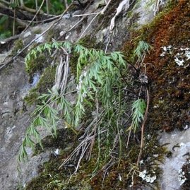 Asplenium_aethiopicum-ASPLANIACEAE-Indigene_Reunion-MB4_0710.jpg