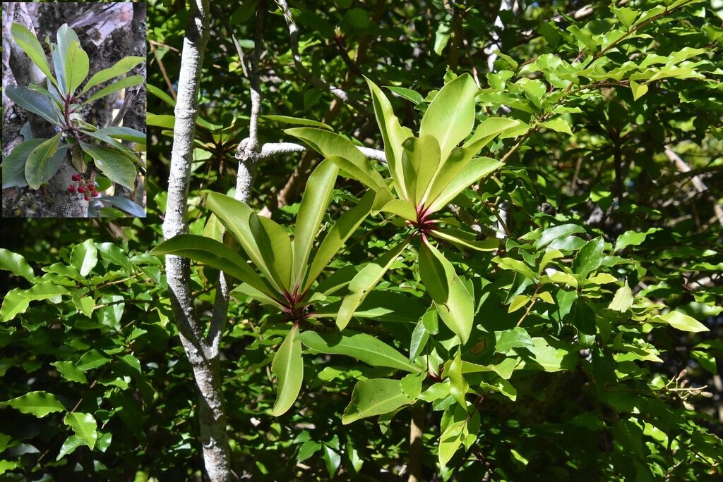 Badula_barthesia-Bois_de_savon-PRIMULACEAE-Indigene_Reunion-MB4_0760b.jpg