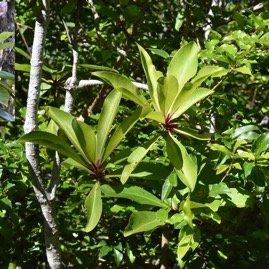 Badula_barthesia-Bois_de_savon-PRIMULACEAE-Indigene_Reunion-MB4_0760b.jpg