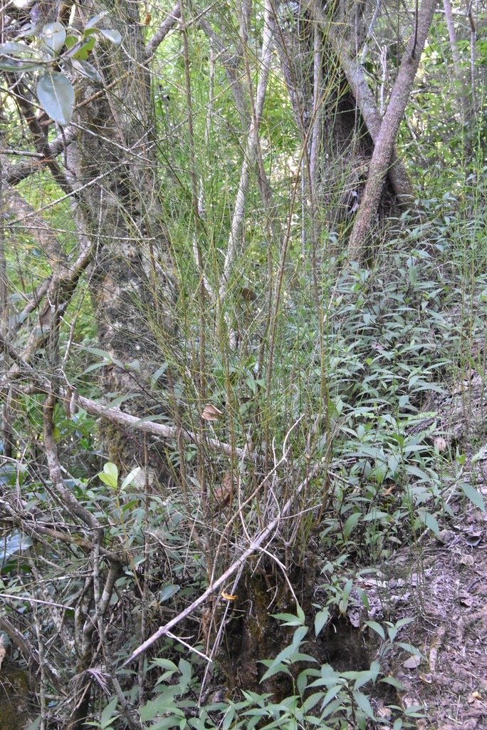 Casuarina_glauca-Filao_multipliant-CASUARINACEAE-EE-MB4_0786.jpg