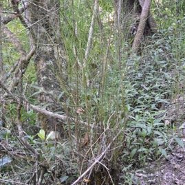Casuarina_glauca-Filao_multipliant-CASUARINACEAE-EE-MB4_0786.jpg