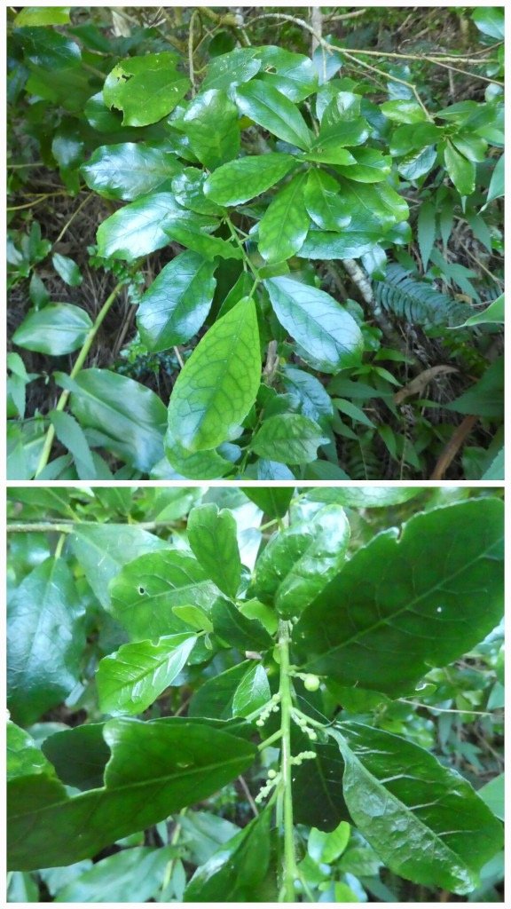 Claoxylon_parviflorum-Petit_Bois_d_oiseau-EUPHORBIACEAE-Endemique_Mascareignes-20250521_204756.jpg