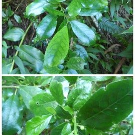 Claoxylon_parviflorum-Petit_Bois_d_oiseau-EUPHORBIACEAE-Endemique_Mascareignes-20250521_204756.jpg