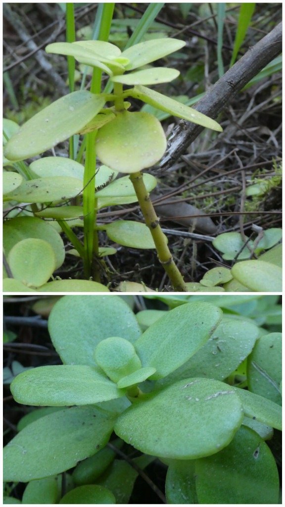 Crassula_multicava-CRASSULACEAE-AFS-20250521_204534.jpg
