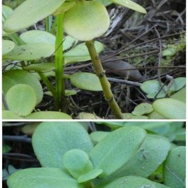 Crassula_multicava-CRASSULACEAE-AFS-20250521_204534.jpg