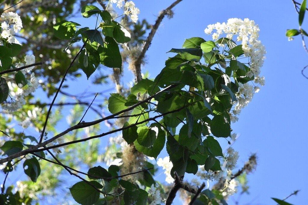 Dombeya_elegans_var_virescens-Mahot_blanc-MALVACEAE-Endemique_Reunion-MB4_0810.jpg