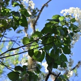 Dombeya_elegans_var_virescens-Mahot_blanc-MALVACEAE-Endemique_Reunion-MB4_0810.jpg