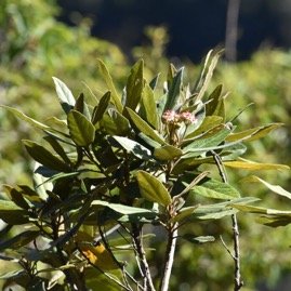 Dombeya_punctata-Mahot_MALVACEAE-Endemique_Reunion-MB4_0765.jpg