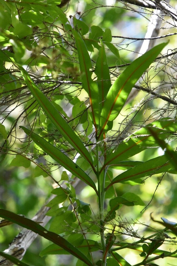 Elaeodendron_orientale-Bois_rouge-CELASTRACEAE-Endémique_Réunion_Maurice_Rodrigues-MB4_0773.jpg