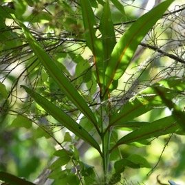 Elaeodendron_orientale-Bois_rouge-CELASTRACEAE-Endémique_Réunion_Maurice_Rodrigues-MB4_0773.jpg