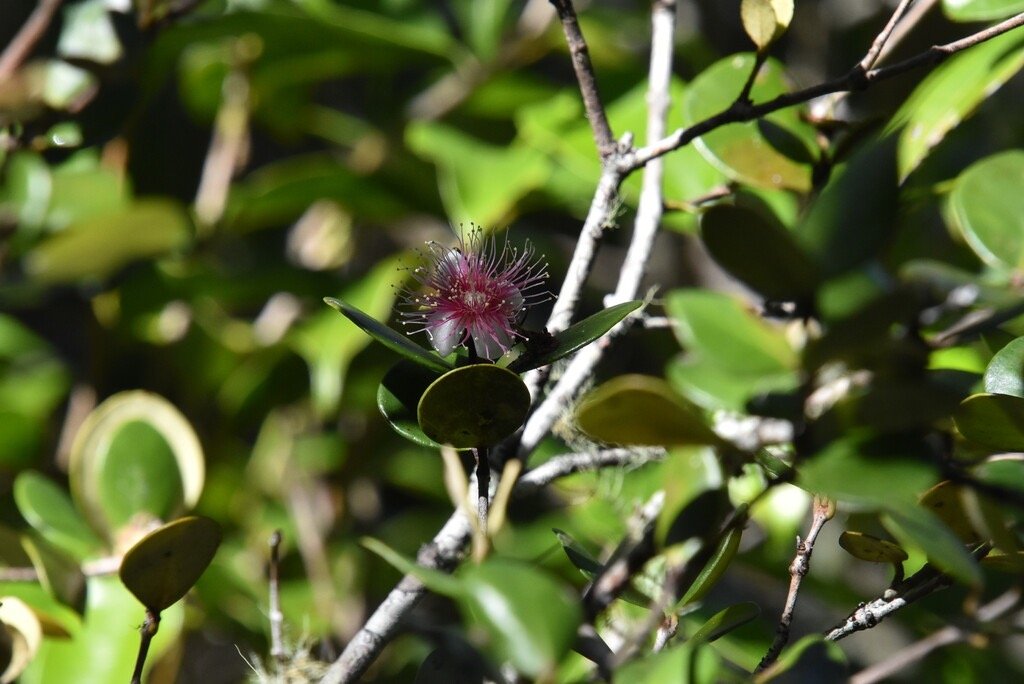 Eugenia_buxifolia-Bois_de_Nefles-MYRTACEAE-Endemique_Reunion-MB4_0793.jpg