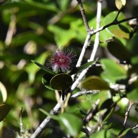 Eugenia_buxifolia-Bois_de_Nefles-MYRTACEAE-Endemique_Reunion-MB4_0793.jpg
