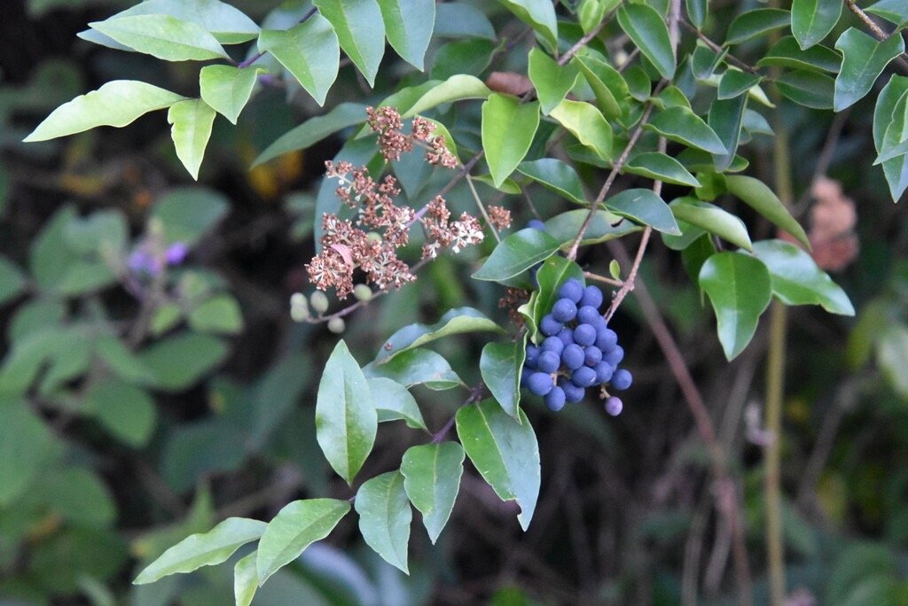 Ligustrum_robustum-Troene_de_Ceylan-OLEACEAE-EE-MB4_0709.jpg