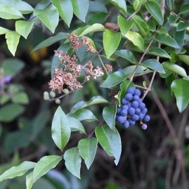 Ligustrum_robustum-Troene_de_Ceylan-OLEACEAE-EE-MB4_0709.jpg