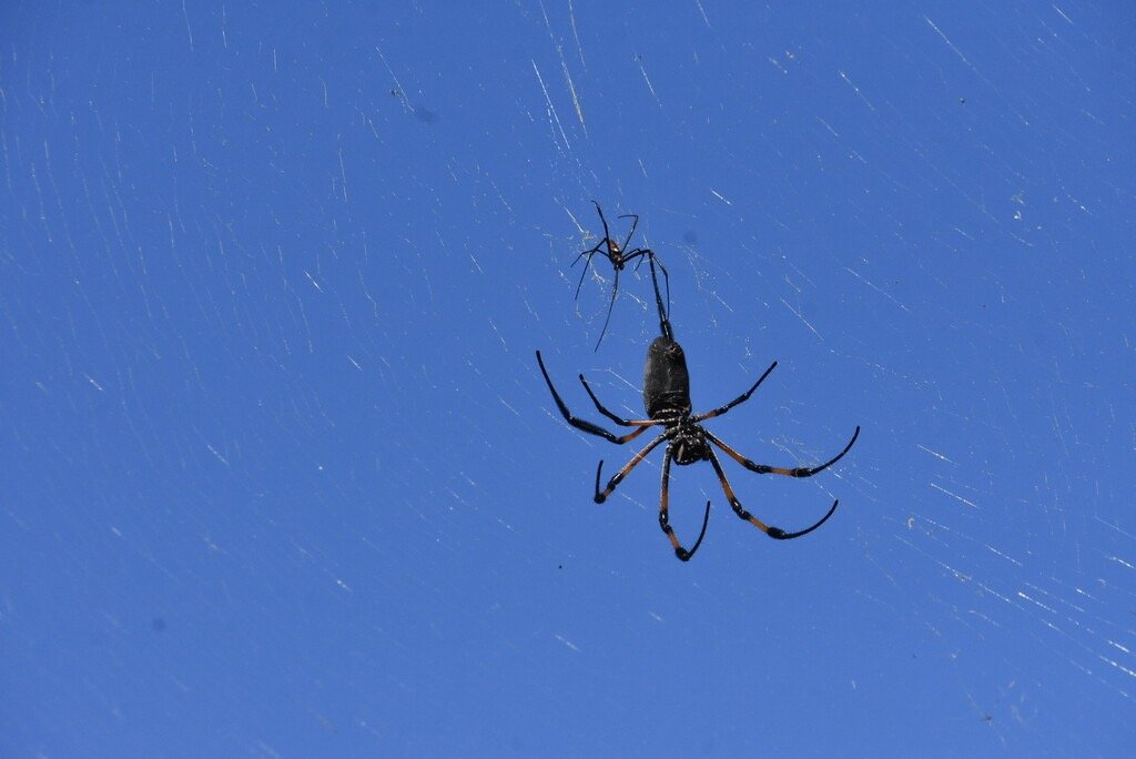 Nephila_inaurata-Male_et_femelle_Bibe_jaune-NEPHILIDAE-Endemique_Mascareignes-MB4_0763.jpg
