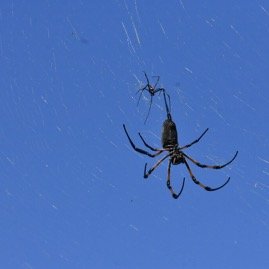 Nephila_inaurata-Male_et_femelle_Bibe_jaune-NEPHILIDAE-Endemique_Mascareignes-MB4_0763.jpg
