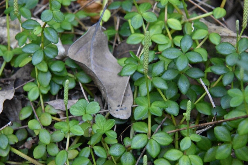 Peperomia_tetraphylla-Pourpier-PIPERACEAE-MB4_0785.jpg