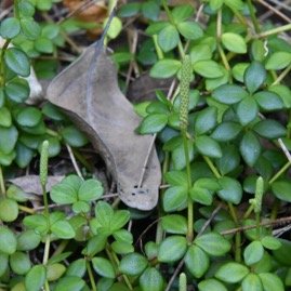 Peperomia_tetraphylla-Pourpier-PIPERACEAE-MB4_0785.jpg