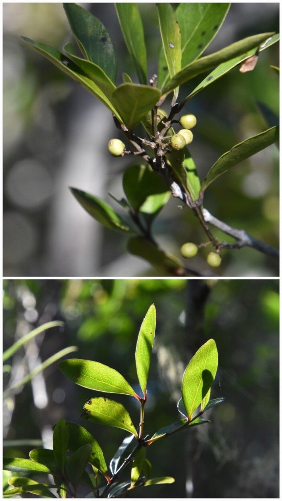 Pleurostylia_pachyphloea-Bois_d_olive_gros_peau-CELASTRACEAE-Endemique_Reunion-20250521_204646.jpg