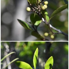 Pleurostylia_pachyphloea-Bois_d_olive_gros_peau-CELASTRACEAE-Endemique_Reunion-20250521_204646.jpg