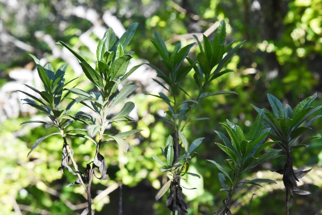 Psiadia_dentata-Bois_collant-ASTERACEAE-Endemique_Reunion-MB4_0743.jpg