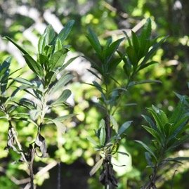 Psiadia_dentata-Bois_collant-ASTERACEAE-Endemique_Reunion-MB4_0743.jpg