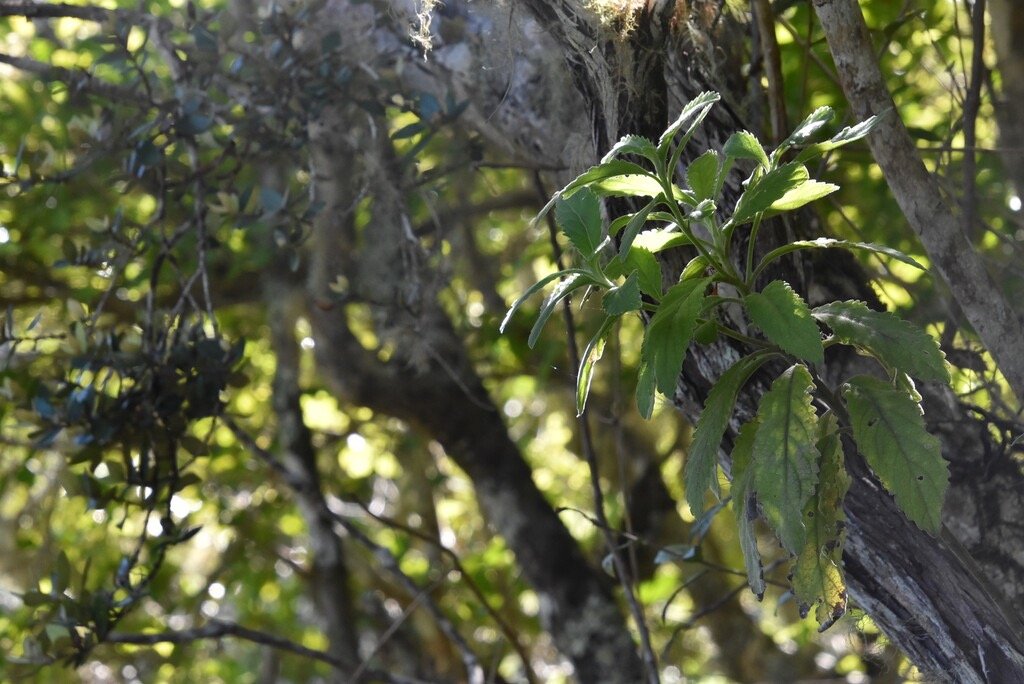 Psidia_montana-ASTERACEAE-Endemique_Reunion-MB4_0775.jpg