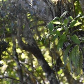 Psidia_montana-ASTERACEAE-Endemique_Reunion-MB4_0775.jpg