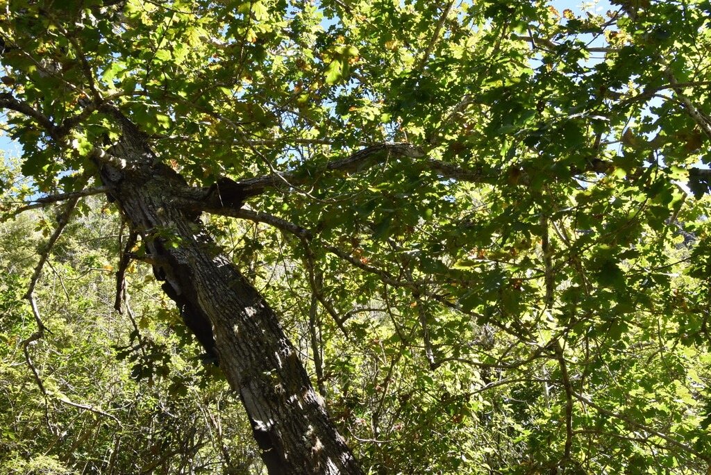 Quercus_robur-Chene_pedoncule-FAGACEAE-Exotique-MB4_0824.jpg