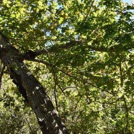 Quercus_robur-Chene_pedoncule-FAGACEAE-Exotique-MB4_0824.jpg