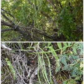 Sarcostemma_vinimale-Liane_sans_feuille-APOCYNACEAE-Indigene_Reunion-20250521_204325.jpg