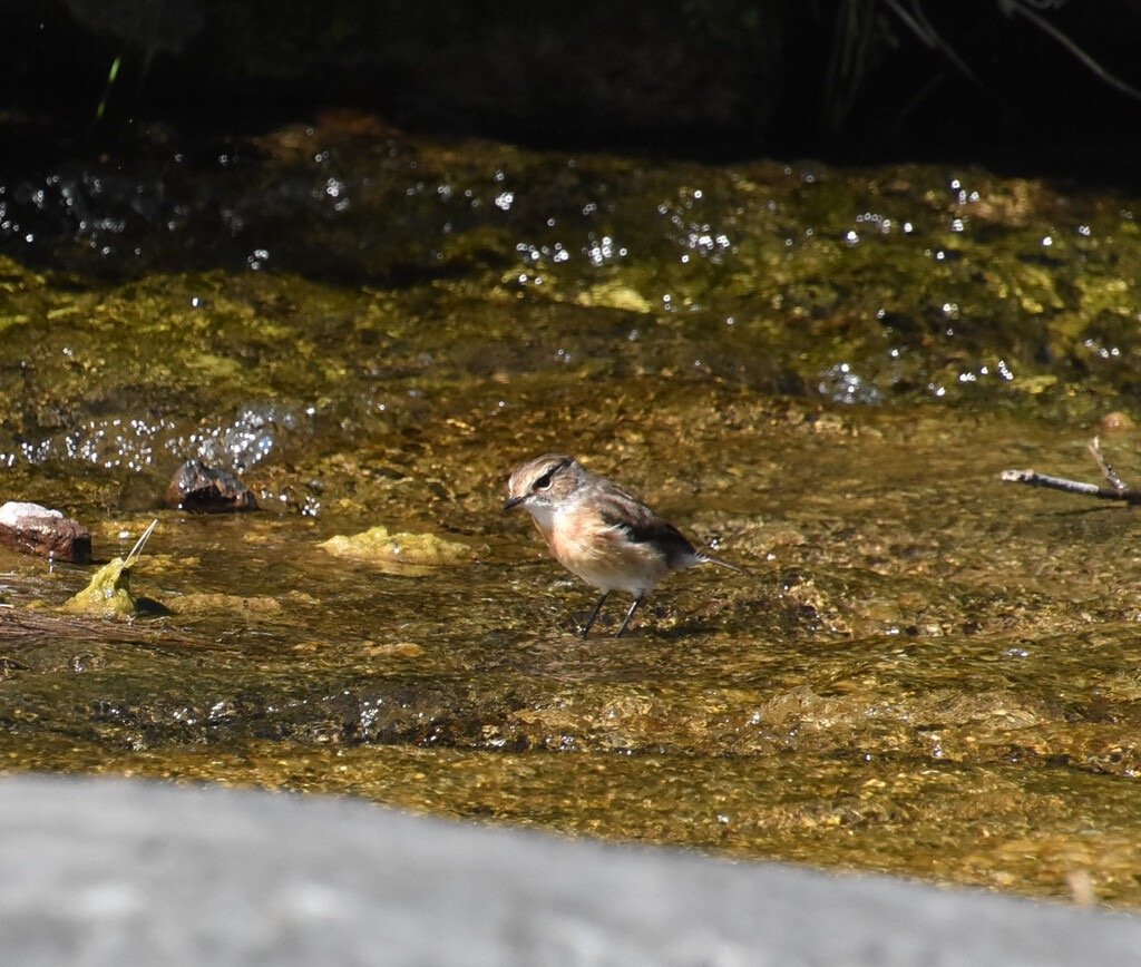 Saxicola_tectes-Femelle_Tec_Tec_se_desalterant-MUSCICAPIDAE-Endemique_Reunion-MB4_0832b.jpg