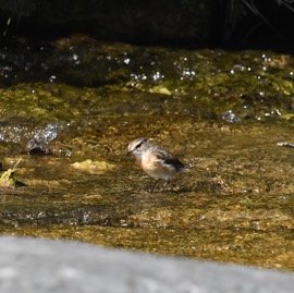 Saxicola_tectes-Femelle_Tec_Tec_se_desalterant-MUSCICAPIDAE-Endemique_Reunion-MB4_0832b.jpg