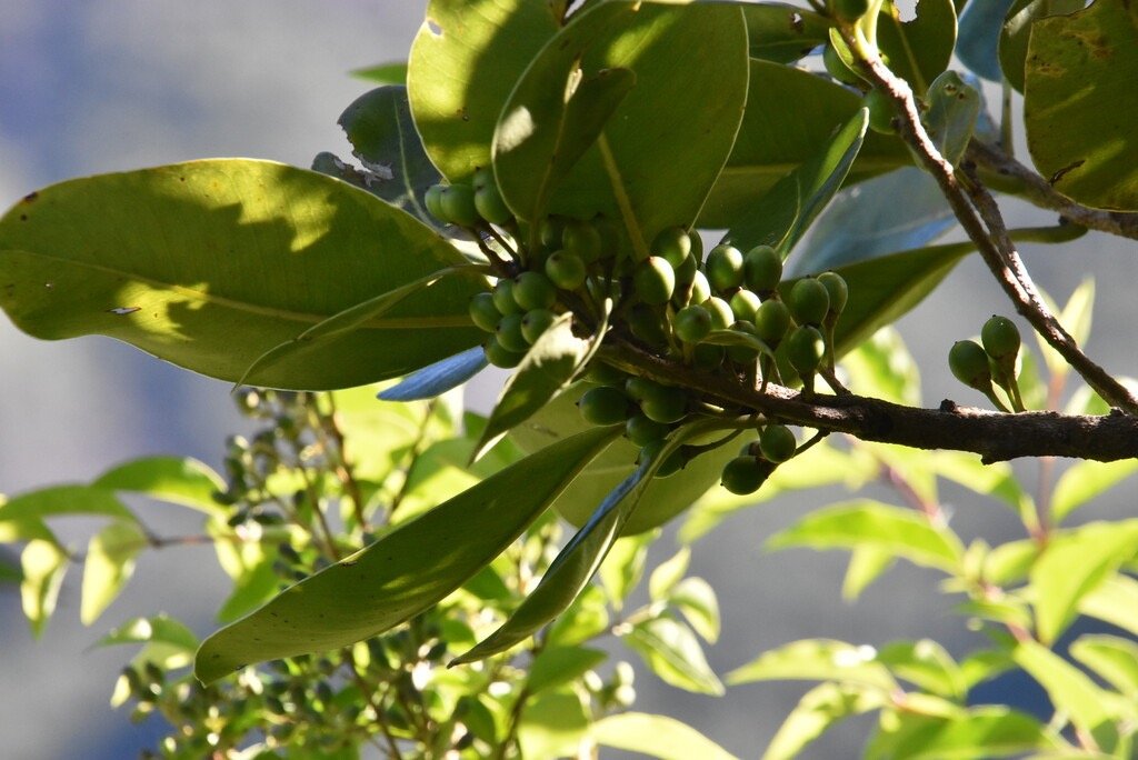 Sideroxylon_borbonicum-Bois_de_fer_batard-SAPOTACEAE-Endemique_Reunion-MB4_0768.jpg