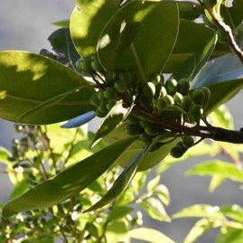 Sideroxylon_borbonicum-Bois_de_fer_batard-SAPOTACEAE-Endemique_Reunion-MB4_0768.jpg