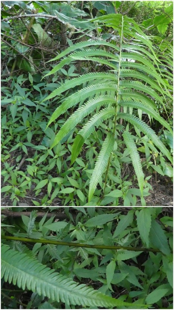 Sphaerostephanos_unitus-THELYPTERIDACEAE-Indigene_Reunion-20250521_204218.jpg