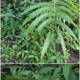 Sphaerostephanos_unitus-THELYPTERIDACEAE-Indigene_Reunion-20250521_204218.jpg