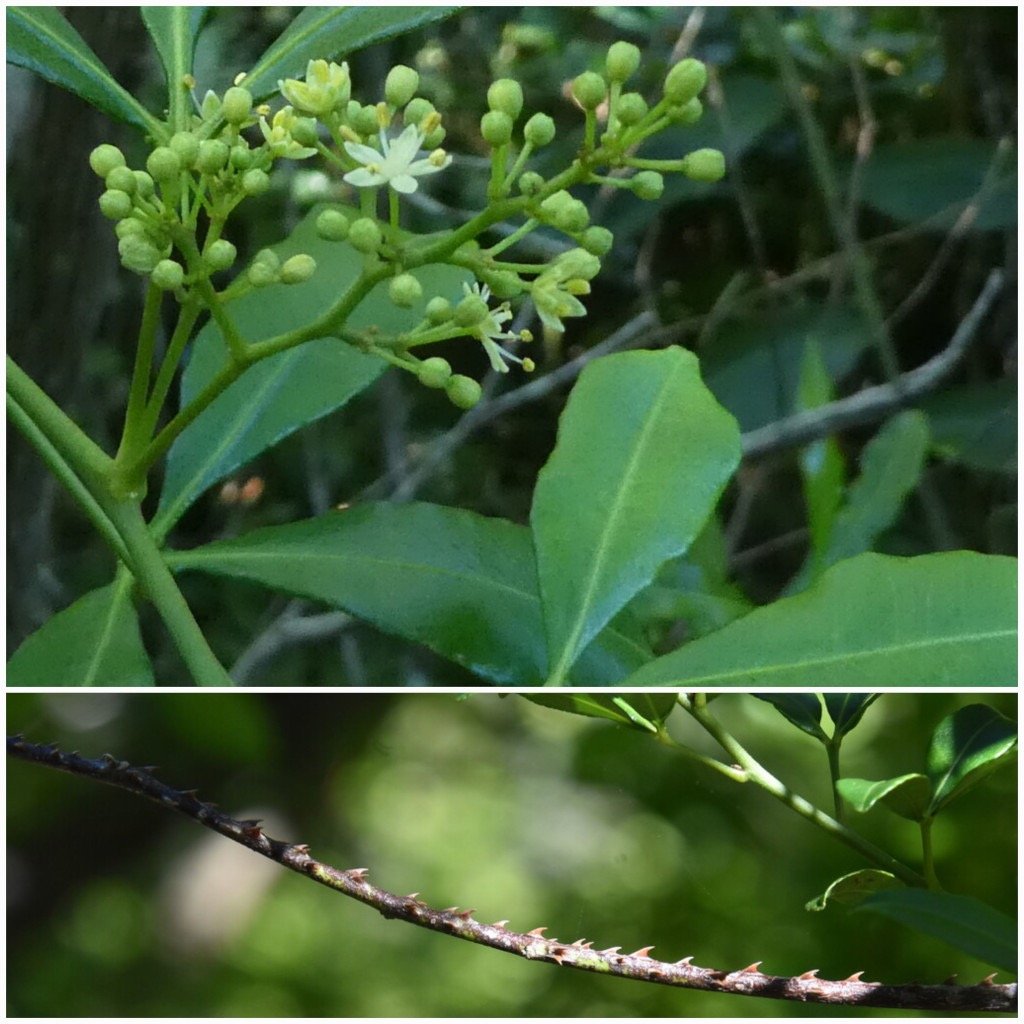 Toddalia_asiatica-Liane_patte_poule-RUTACEAE-Indigene_Reunion-20250521_204428.jpg
